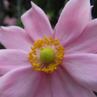 シュウメイギク（秋明菊） シュウメイギク,秋明菊,花の写真素材