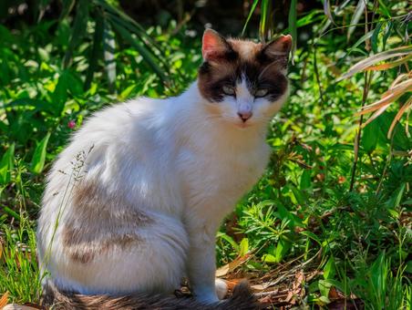 猫の島で出会った可愛い野良猫さんです。 猫の島で出会った可愛い野良猫さんです。 猫,野良猫,地域猫の写真素材