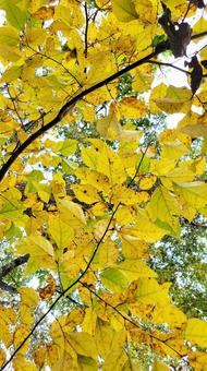 紅葉 紅葉,黄色,秋の写真素材