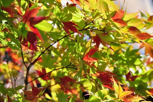 秋の到来 晴れ,紅葉,風情の写真素材