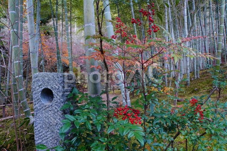 赤い万両の実と竹林 竹林,万両,自然の写真素材