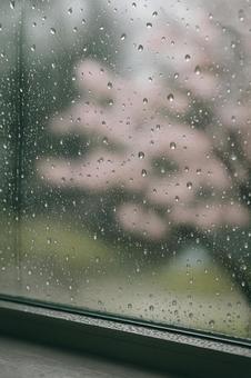 雨粒の窓と桜ぼけ 雨粒の窓と桜ぼけの写真