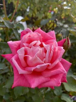 バラ　薔薇　花 バラ,薔薇,花の写真素材