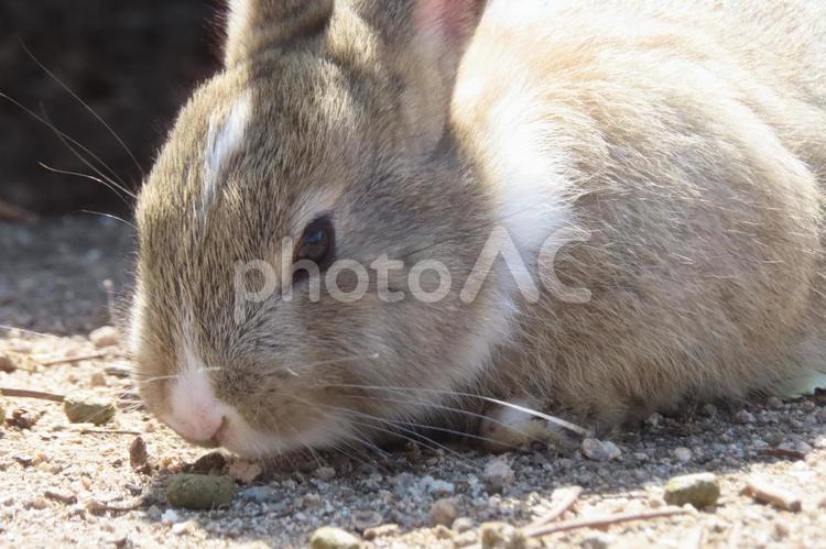 【広島県】大久野島のかわいいうさぎ うさぎ,アップ,風景の写真素材