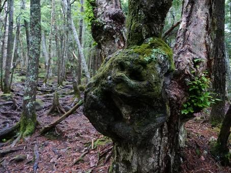 編笠山への登山道 編笠山への登山道 八ヶ岳,編笠山,観音平の写真素材