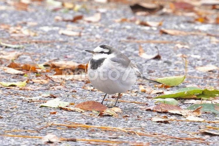 落ち葉の中のハクセキレイ ハクセキレイ,野鳥,鳥の写真素材