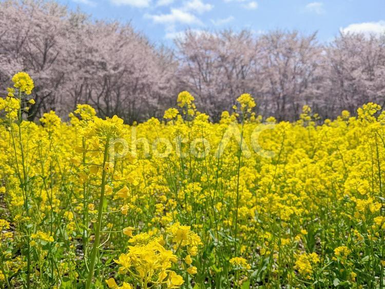 菜の花と桜 菜の花,桜,さくらの写真素材