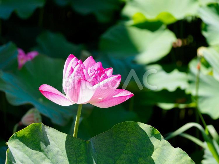 池に咲く鮮やかな蓮の花 蓮,蓮の花,花の写真素材