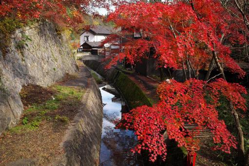 Autumn leaves and waterways, JPG