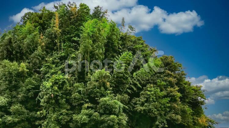 青空と様々な木が伸びる緑の山 空,自然,風景の写真素材