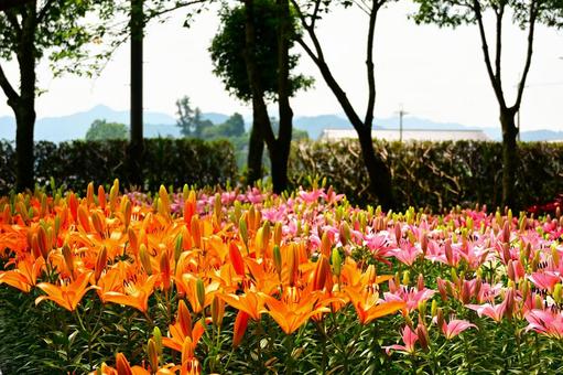 色鮮やかな満開のゆり園 色鮮やかな満開のゆり園 ゆり,百合の花,花の写真素材