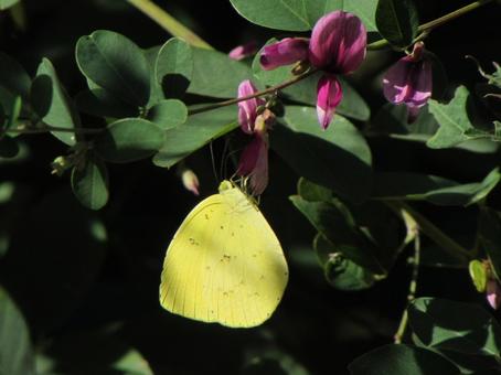 キチョウと萩bの写真