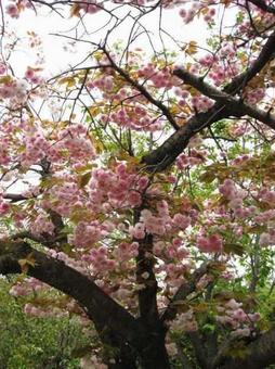濃いピンクの八重桜3 濃いピンクの八重桜3の写真