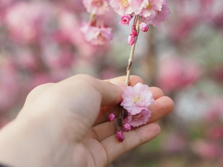 桜と手 桜と手 桜,春,花の写真素材