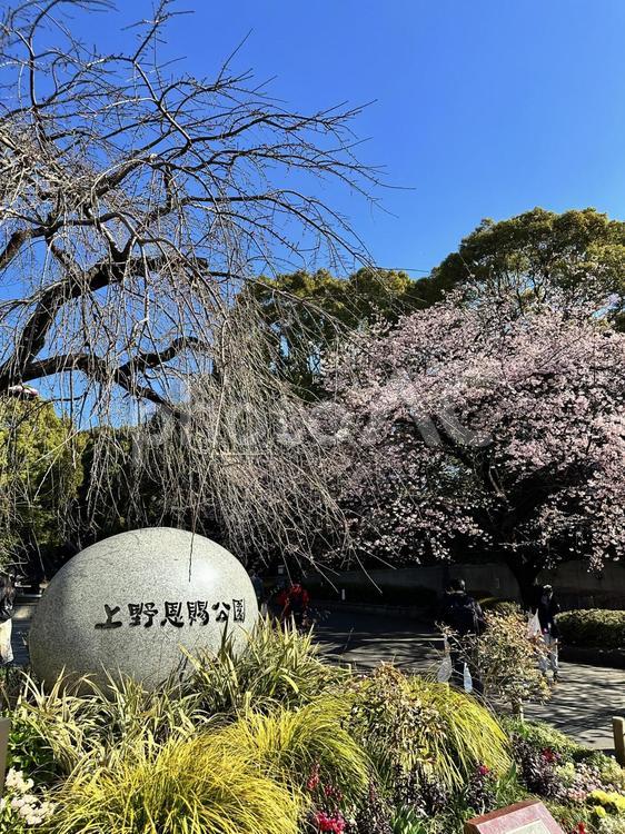 上野公園　冬の公園　上野恩賜公園　冬 台東区上野,木,屋外での写真素材