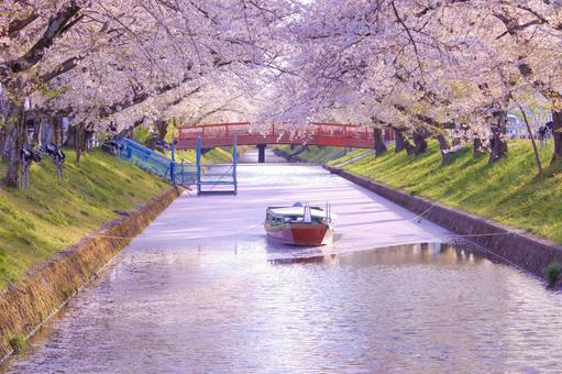 [愛知県]丹羽郡大口町の五条川の桜並木 桜,桜並木,菜の花の写真素材