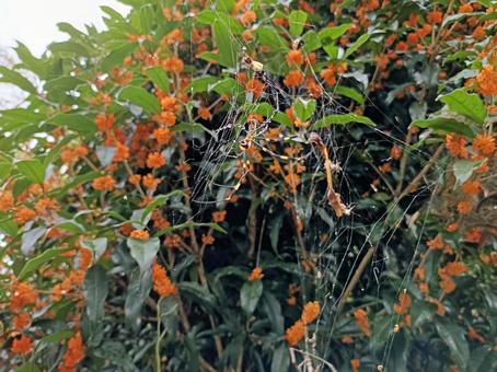 金木犀と蜘蛛の巣 蜘蛛の巣,金木犀,蜘蛛の写真素材