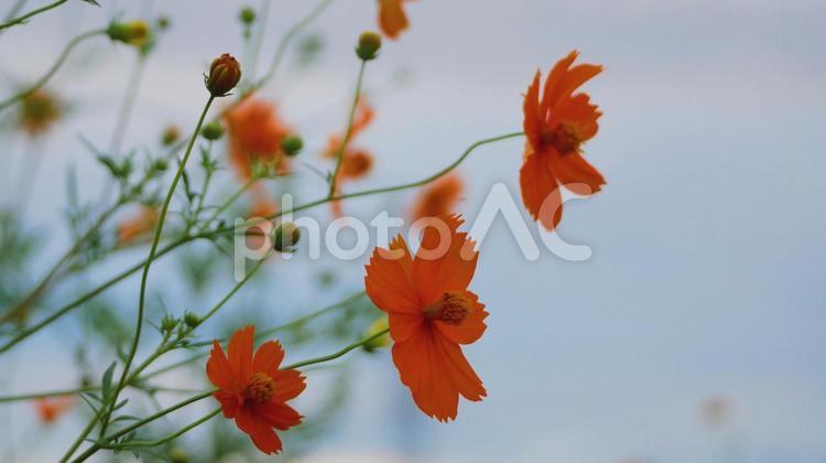 爽やかな秋を彩るキバナコスモス キバナコスモス,秋桜,黄色の写真素材
