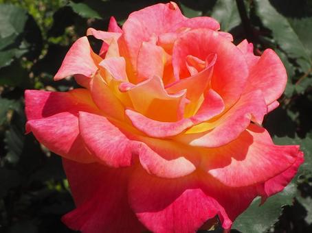 Photo, rose, rose garden, garden, 