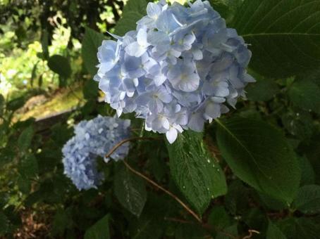 紫陽花 紫陽花の写真