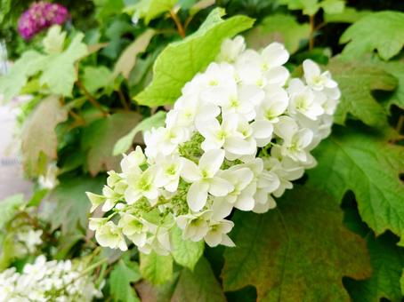 Oak-leaf Hydrangea, JPG