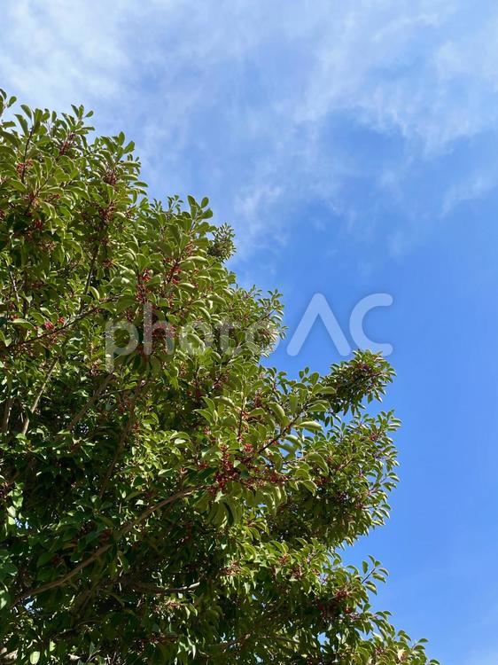 秋空と木 秋空,木,青空の写真素材