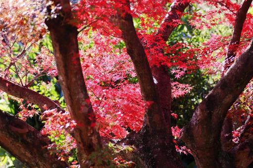 大きな樹木と真っ赤な紅葉 大きな樹木と真っ赤な紅葉 紅葉,秋,もみじの写真素材