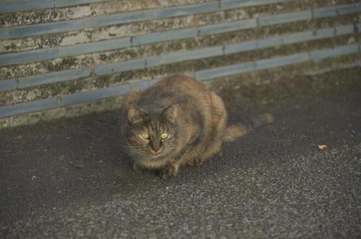 とある神社の猫さん① 猫,地域猫,さくら猫の写真素材