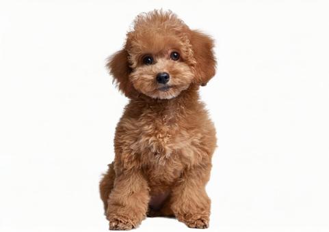 トイプードル犬 トイプードル犬の写真