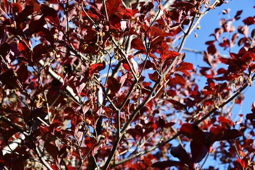 紅葉するドウダンツツジ属の木 紅葉,ドウダンツツジ,ツツジの写真素材