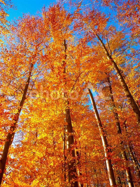 秋のブナ林　ドイツ 秋,風景,ドイツの写真素材