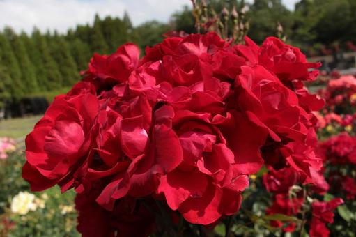 Rose, JPG