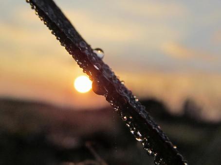 水滴と朝の光の風景 水滴,しずく,雨の写真素材