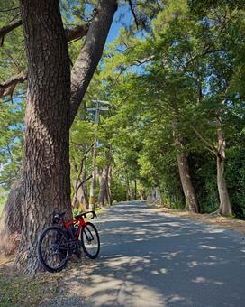 津島市の天王川公園の松並木 天王川公園,松,並木の写真素材