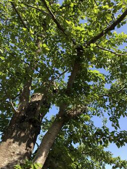 Sunbeams, wood, natural, leaf, JPG