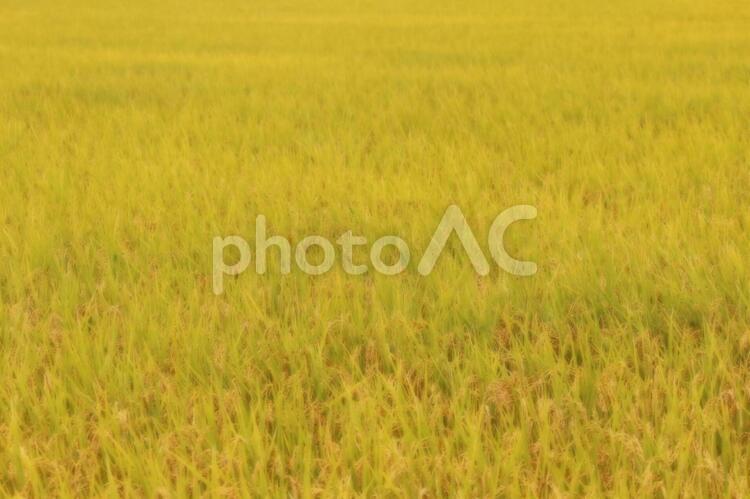 秋の景色1【稲穂】 秋,稲穂,稲の写真素材