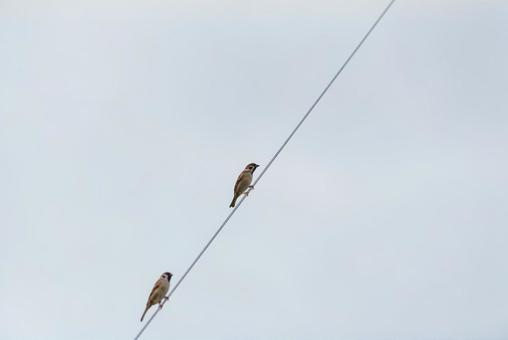 電線に止まって辺りを見回すスズメたち 電線に止まって辺りを見回すスズメたち スズメ,小鳥,野鳥の写真素材