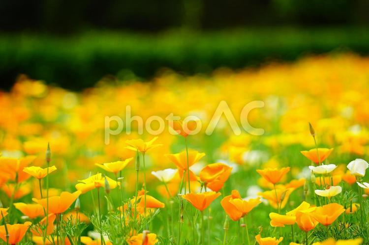 黄色の花畑 鮮やか,黄色,花の写真素材
