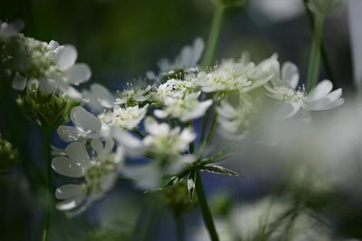 Photo, orlea, flower, white, 