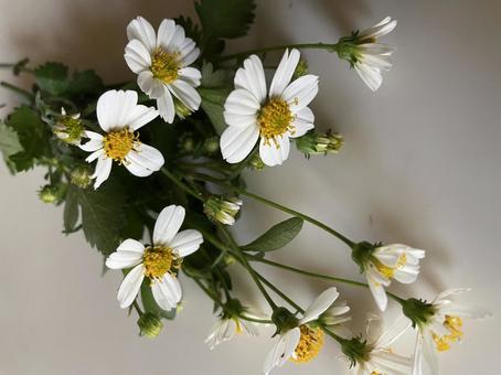 白い花 白い花 白い花,花,花束の写真素材