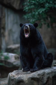 岩の上に座り口を開けるクロクマ 岩の上に座り口を開けるクロクマの写真
