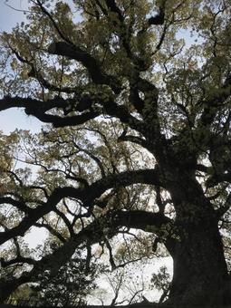 大きく育った木の写真