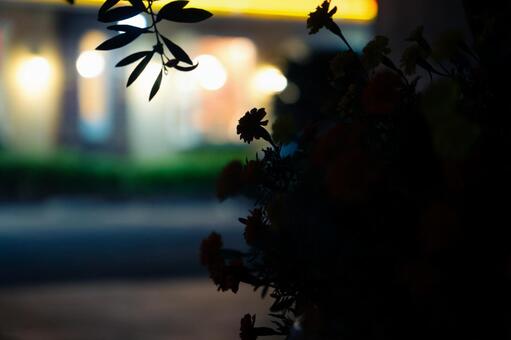 マリーゴールドのシルエット マリーゴールド,夜,夜景の写真素材