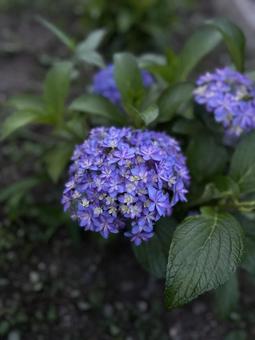紫陽花 紫陽花の写真