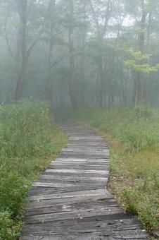 霧に包まれる森の木道 木道,散策路,遊歩道の写真素材