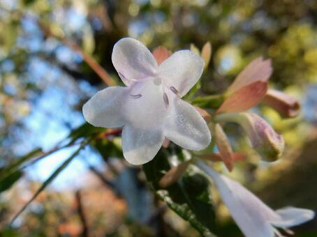 【花の写真】ハナゾノツクバネウツギ ハナゾノツクバネウツギ,アベリア,植物の写真素材