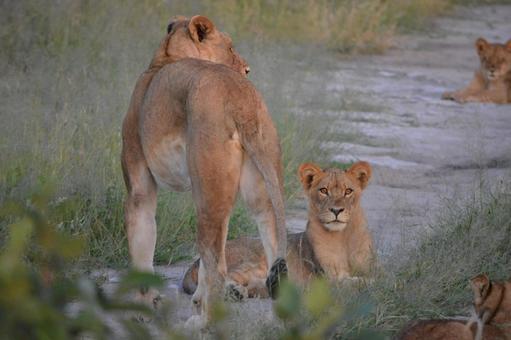 メスのライオンたち チョベのサファリ メスのライオンたち チョベのサファリ ライオン,メスライオン,メスの写真素材