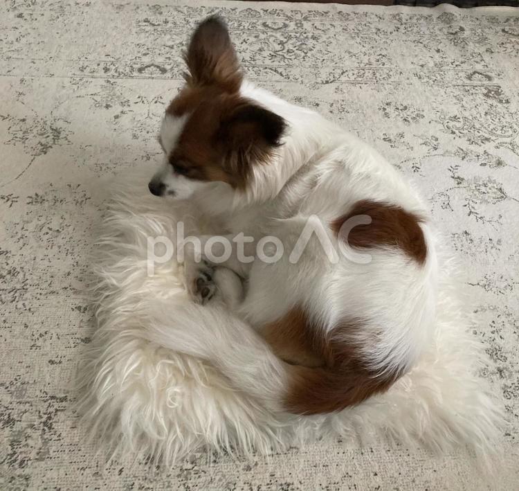 しょぼくれた犬 パピヨン,papillon,犬の写真素材