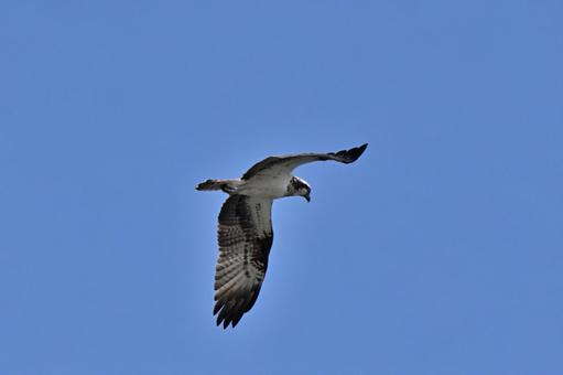 Photo, osprey, bird, pandionidae, 