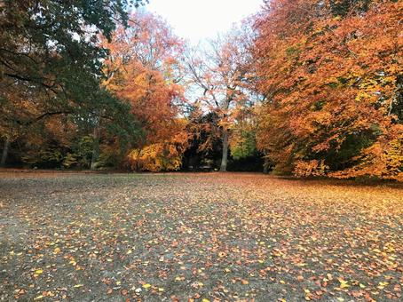 紅葉と落ち葉 秋,落ち葉,紅葉の写真素材